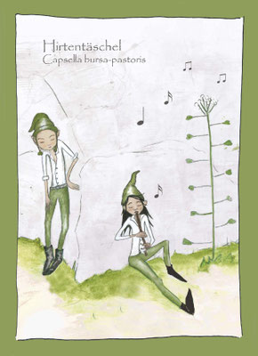 Kräuterkarte_Hirtentäschel_Capsella bursa-pastoris © Britta Jessen
