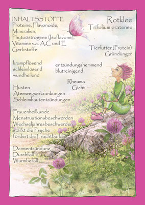 Rotklee Krautling Trifolium pratense Postkarte Blumenelfe Wildkräuterzeichnung
