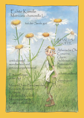 Kamille Krautling, Matricaria chamomilla L, Postkarte, Blumenelfe Wildkräuterzeichnung