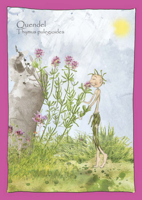 Thymian Quendel Wildkräuter erkennen