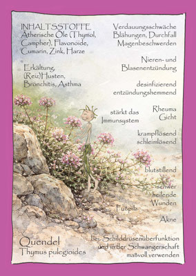 Quendel Thymian Thymus Krautling Postkarte Wildkräuterzeichnung