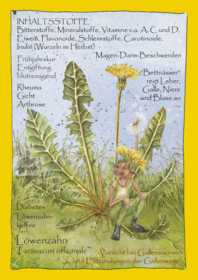 Postkarte_Löwenzahn: Taraxacum officinale © Britta Jessen