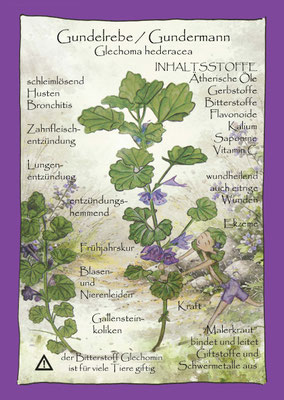Gundermann Gundelrebe Glechoma hederacea Krautling Postkarte Wildkräuterzeichnung