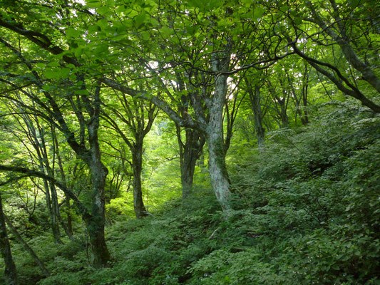 トチノキの巨木林
