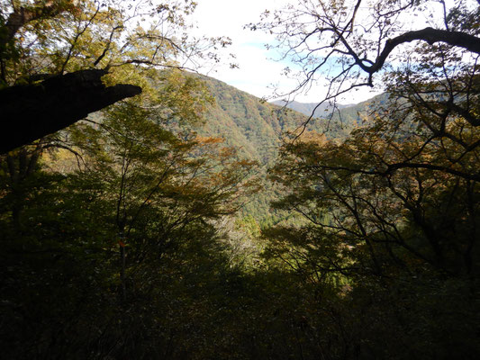 巨木林から眺めた紅葉の風景