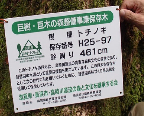 トチノキ巨木につける保存表示看板