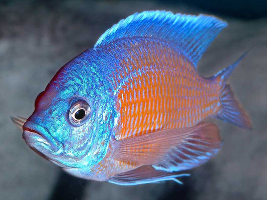 capadicrhomis borieyi