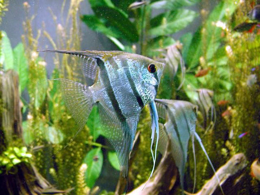 pterophyllum blu diamond