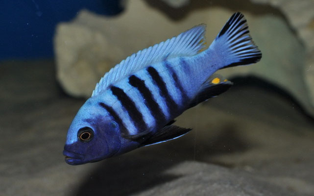 Metriaclima pulpican