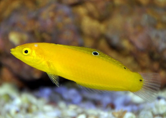 Haliochoeres chrysus