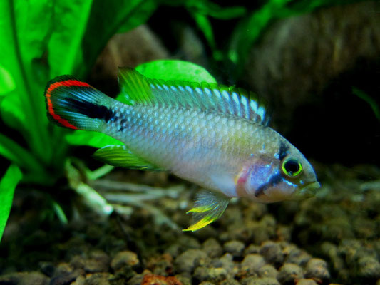 apistogramma panduro