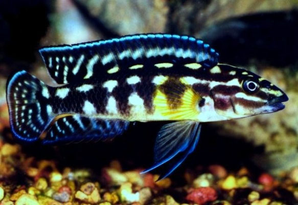 julidochromis MARLIERA