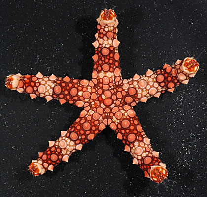 Gomophia egyptiaca (carnivora)