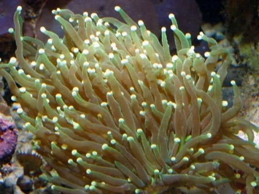 Euphyllia glabrescens