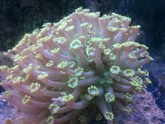 Goniopora