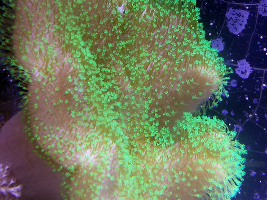 Sarcophyton green