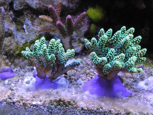 seriatopora caliedrum