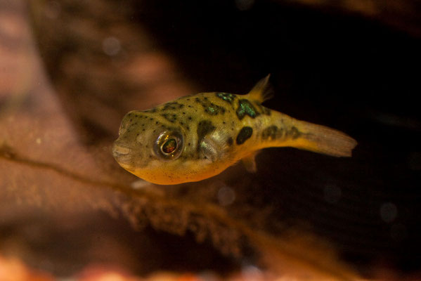 Carinotetraodon imitator