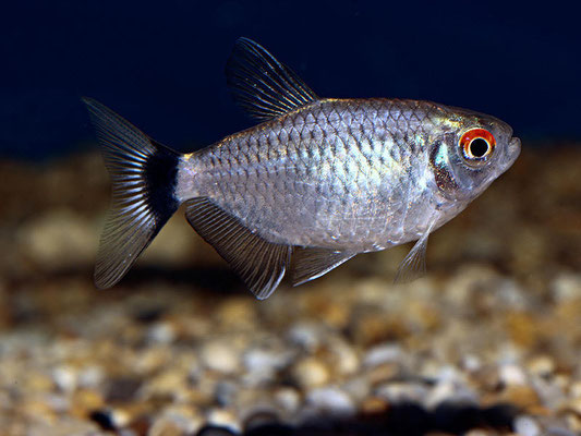 moenkausia sanctafilomena