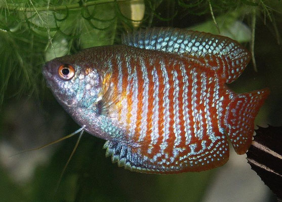 colisa lalia royal