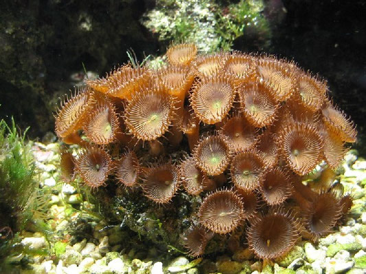 Palythoa