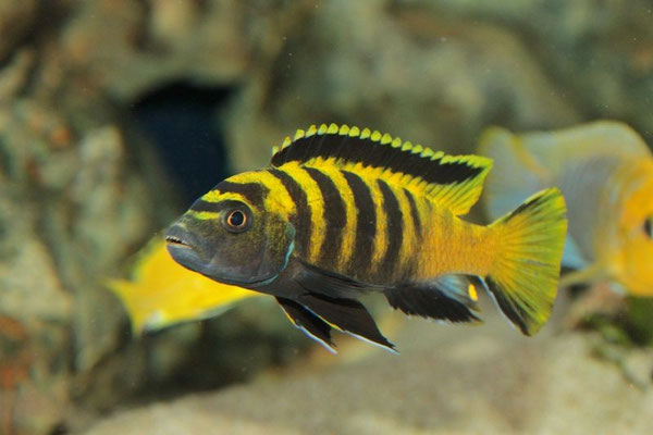 Pseudotropheus flavus