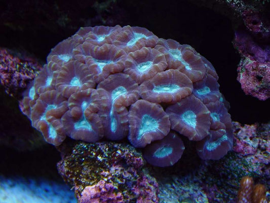 Caulastrea furcata 