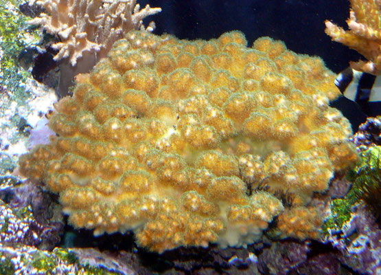 pocillopora damicornis giallo