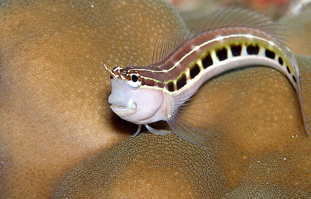 Ecsenius lineatus