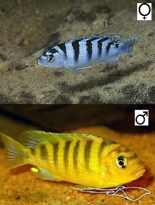 Pseudotropheus lombardoi