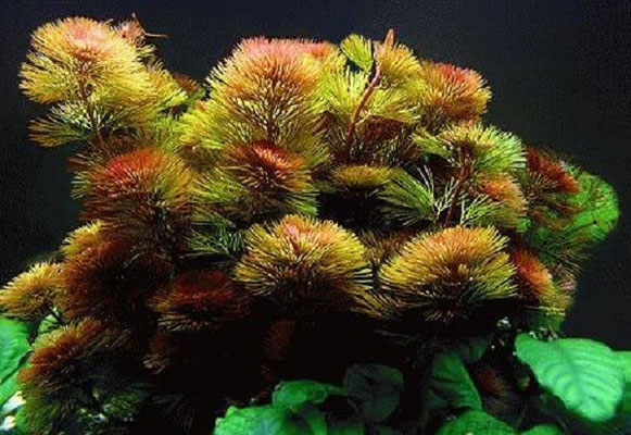 myriophyllum mattogrossense