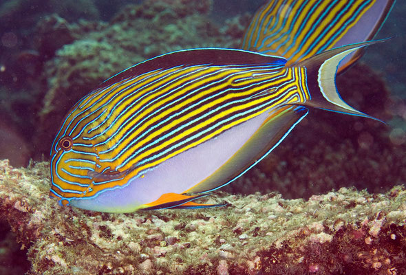 Acanthurus lineatus 