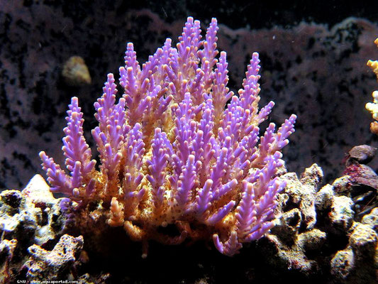 Acropora valida rosa