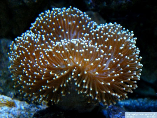 Sarcophyton ehrenbergi