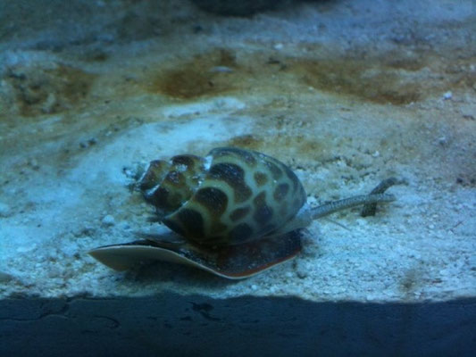 Nassarius zombie