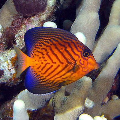 ctenochaetus hawaiiensis