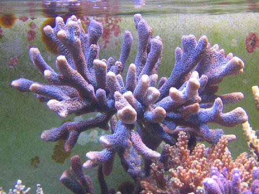 Montipora digitata azzurra