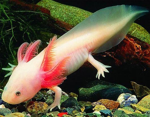 Axoloti
