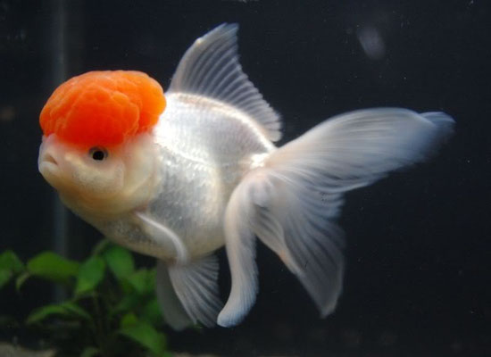 oranda cappuccetto rosso