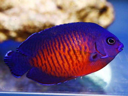 Centropyge bispinosus