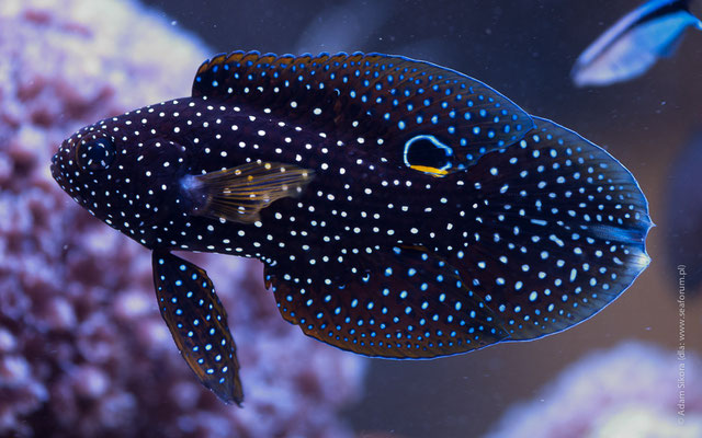 Calloplesiops altivelis