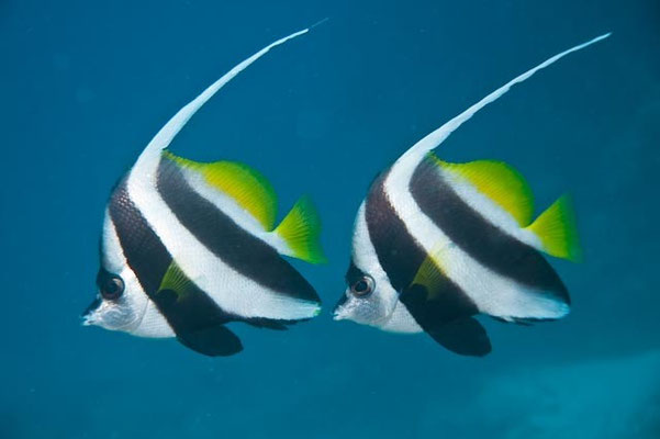 heniocus acuminatus