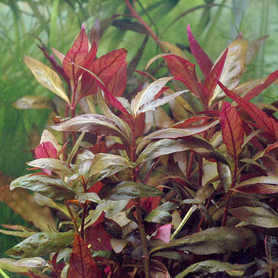 alternanthera reinki