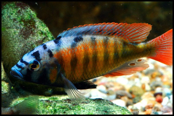 Haplocromis Ch44