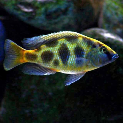 Nimbochromis venustus