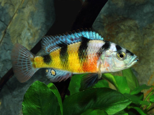 Astatotilapia latifasciata