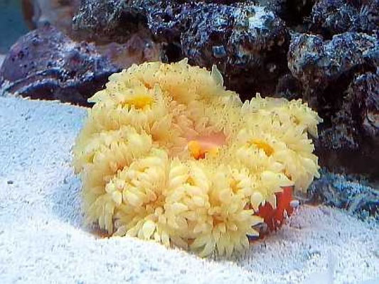Heteractis aurora