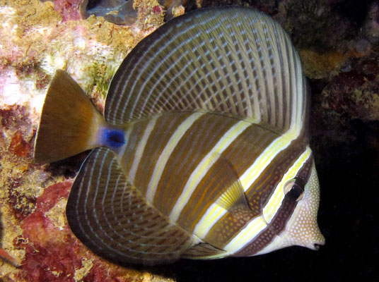 zebrasoma veliferum