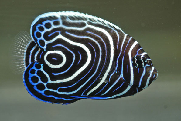 pomacanthus imperator (livrea giovanile)