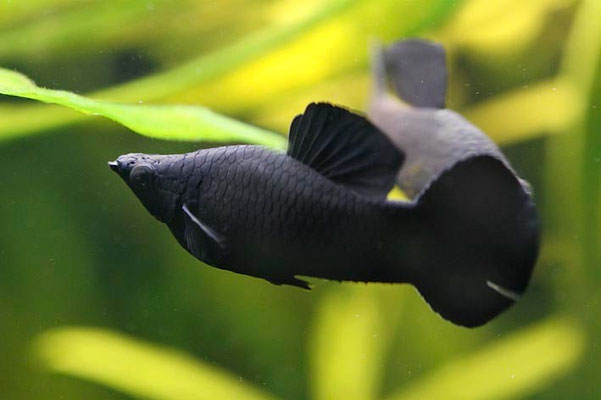 black molly
